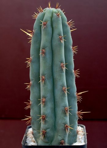 echinopsis_pachanoi